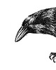 grafiki i ilustracje Kruki II 3