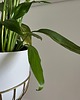 kwietniki Kwietnik metalowy stojący LOFT Design - GOLD 56cm 1