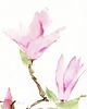 obrazy Oryginalna akwarela. Magnolia 2
