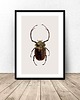 plakaty Plakat na ścianę z zielono-złotym żukiem 50x70 (500mm x 700mm) 1