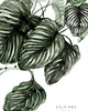 plakaty Plakat Calathea 1