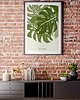 plakaty Plakat Monstera 2