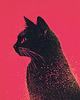 plakaty Plakat - Neo Cat 1