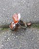 pierścionki - różne Olbrzym - pierścionek regulowany 3