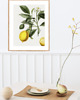 grafiki i ilustracje PLAKAT  ILUSTRACJA botaniczna  vintage cytryny 1