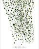 plakaty Plakat Ceropegia 50x70 cm 2