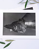 fotografia Fotografia z passe-partout: Kot Brunhilde 2