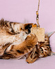 Zabawki dla zwierząt Wędka WILD CAT z zawieszką LOOFAH 1