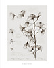 grafiki i ilustracje Ginkgo biloba, print 50x70 cm 1