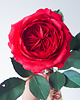 dodatki - różne Realistyczna czerwona róża z papieru - jak żywa - prezent premium 2