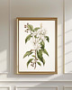 grafiki i ilustracje PLAKAT botaniczny, białe kwiaty grafika, rysunek kwiaty 4