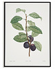 plakaty Plakat botaniczny GRAFIKA śliwka Vintage 1
