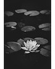 fotografia Lilia wodna I 1