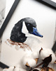 grafiki i ilustracje Akwarela gęś 1