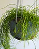 doniczki Doniczka Eccentric Plant wariant do powieszenia 2