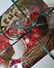 Zabawki dla zwierząt Zestaw zabawek dla kota GIFT BOX 4 BESTSELLERY 1