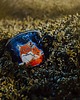kubki Kubek zakochane lisy z przykrywką i zaparzaczem 4