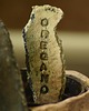kuchnia - różne OREGANO_złote litery_zielnik 6