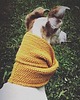 ubranka dla zwierząt Wooldog Necky Słonecznik 1