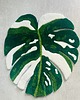 dywany Dywan - Liść - Monstera 2