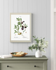 grafiki i ilustracje PLAKATY botaniczne ilustracje oliwki 3
