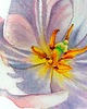 obrazy "Delikatne płatki tulipanów" 15*20 cm/ akwarela 3
