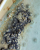 patery i talerze Patera malowana 2