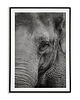 plakaty Plakat słoń - Słoń - oko słonia - zwierzę 3