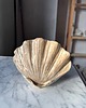 pojemniki na biżuterię Ceramiczna Podstawka na Biżuterię Muszla Skarbiec Wild Sands 5