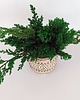 doniczki Doniczka z roślinami stabilizowanymi mech - bonsai duży 2