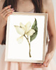 grafiki i ilustracje ZESTAW PLAKATÓW botaniczne kwiaty magnolii 2