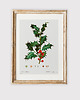 plakaty Plakat z botaniczną ryciną ILEX 1