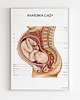 plakaty Plakat Anatomia Ciąży 4