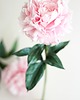 dodatki - różne Dekoracja botaniczna, kwiat z papieru, piwonia 1
