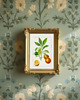 grafiki i ilustracje DWA PLAKATY galeria botaniczne owoce cytrusowe 1