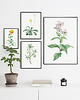 plakaty Plakat botaniczny GRAFIKA Lewkonia Vintage 1