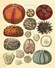 grafiki i ilustracje Zestaw 4 grafik  muszle  reprodukcja morskie 4