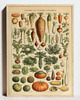 grafiki i ilustracje PLAKAT warzywa, vintage ilustracja do kuchni 4