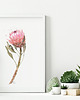grafiki i ilustracje Protea, grafika, akwarela 6