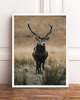 plakaty PLAKATY NATURA  galeria ścienna foto jeleń 2