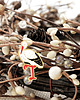przypinki Pins "Bocian" 1