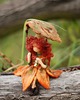 karuzele i girlandy do łóżeczka Leśna Wróżka -Pani Jesień - Waldorf toys 2