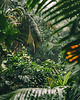 plakaty Plakat - amazonia 1