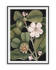 plakaty Plakat vintage - botaniczna ilustracja no.3 3