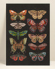 kartki okolicznościowe - wydruki Kartka motyle, kartka okolicznościowa, pocztówka kwiaty, karta botaniczna 3