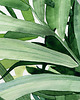 grafiki i ilustracje Kencja - ilustracja botaniczna 2