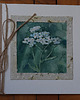 kartki scrapbooking Kartka okolicznościowa - krwawnik. Akwarela i papier czerpany. 3