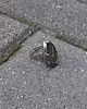 pierścionki - różne Listek - pierścionek regulowany 1