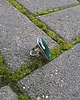 pierścionki - różne Ciemnozielony staw - pierścionek regulowany 2