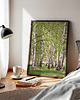 plakaty Zestaw plakatów - Natura, brzozy, chabry, trawy  (set216) 3